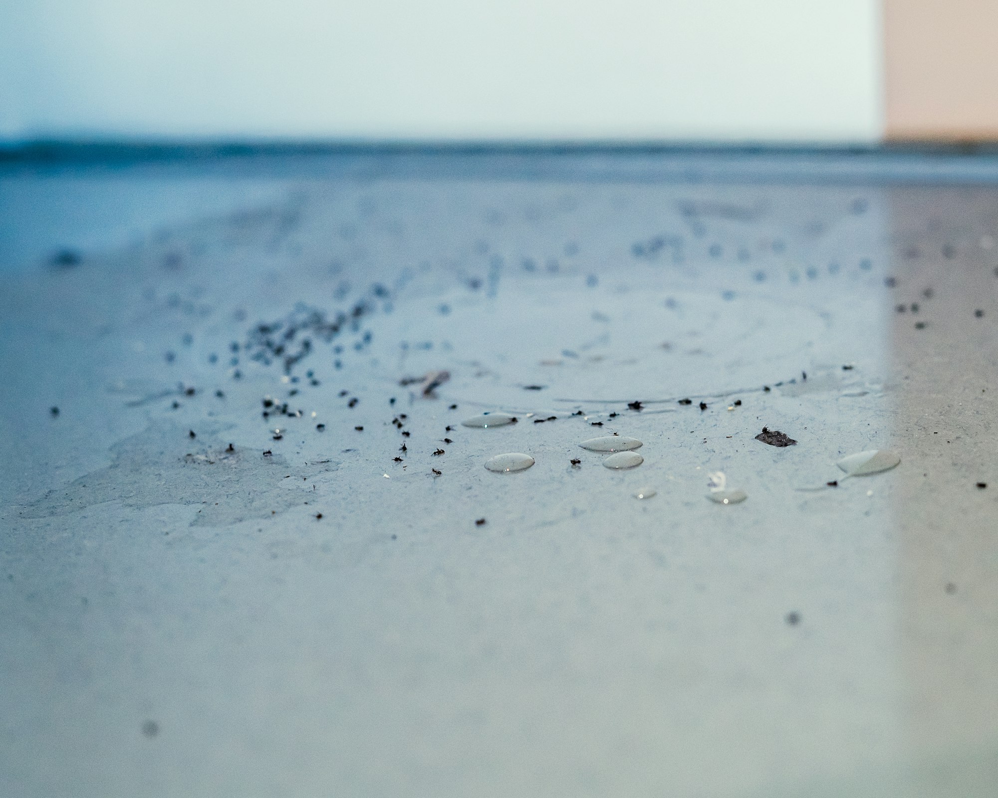 Ant Exterminator & Control Boise