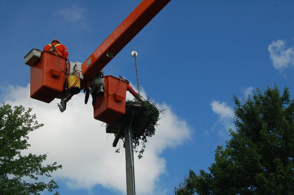 Bird Removal & Bat Control Boise