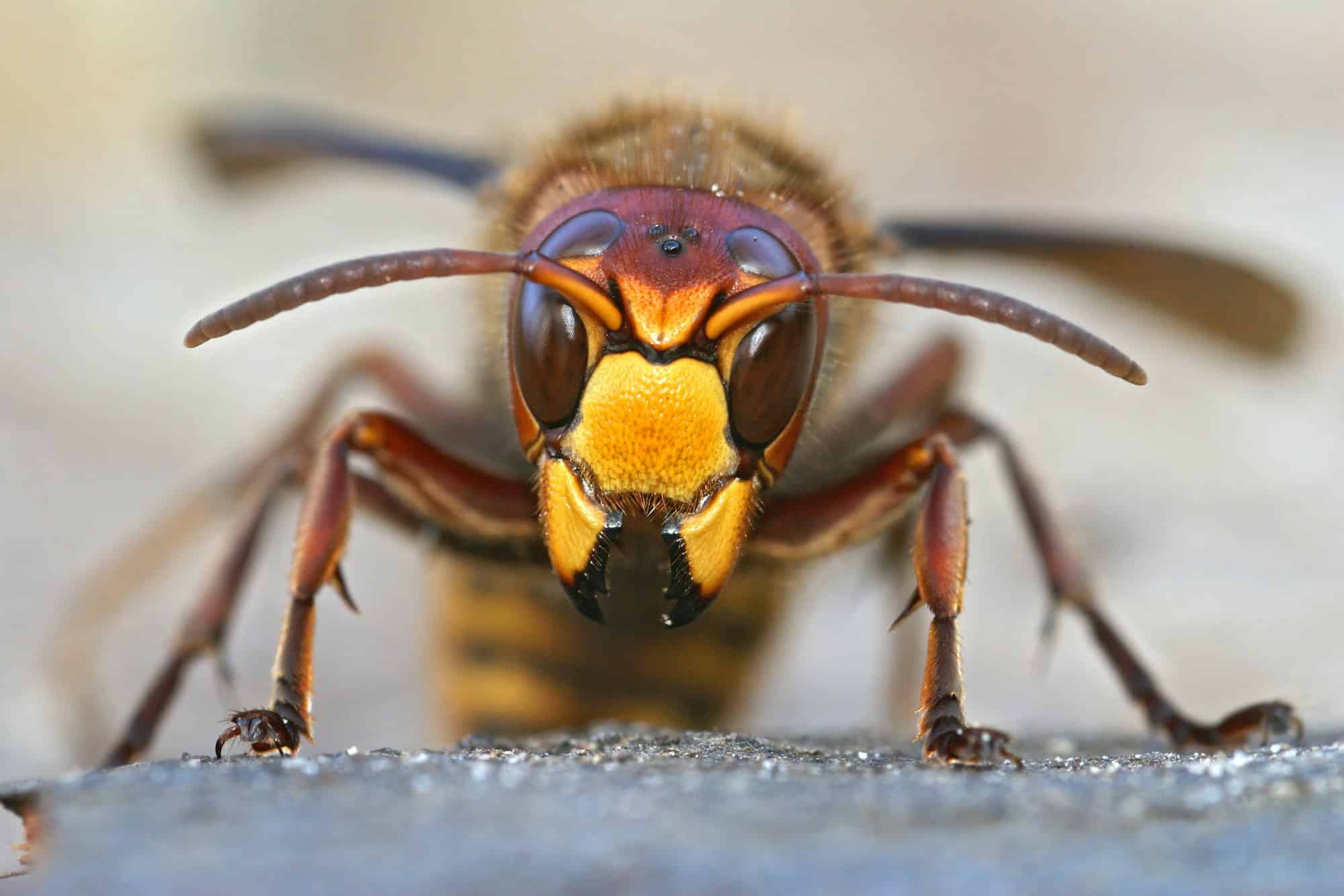 Stinging Insect Control Boise