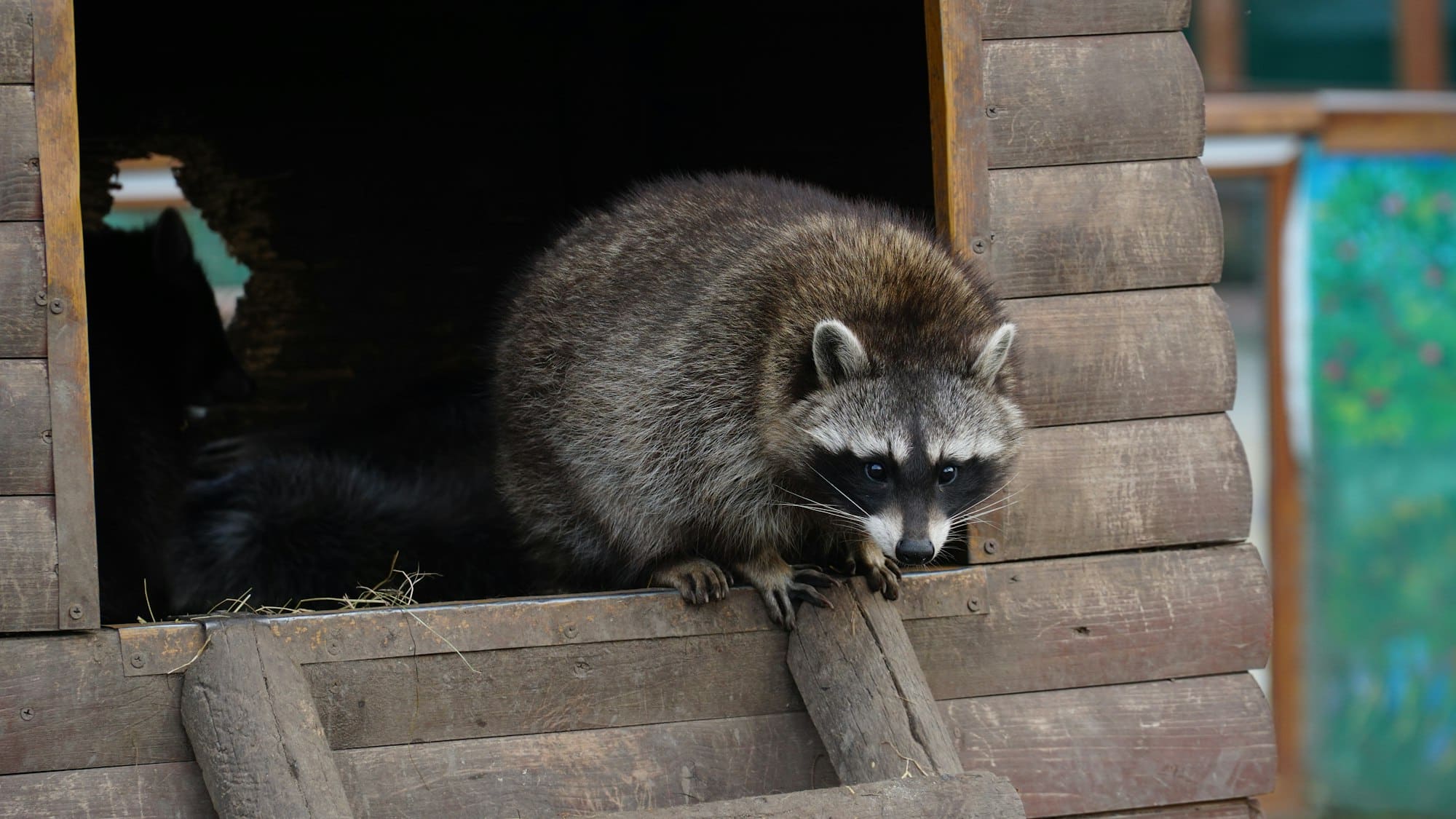 Wildlife Removal Boise