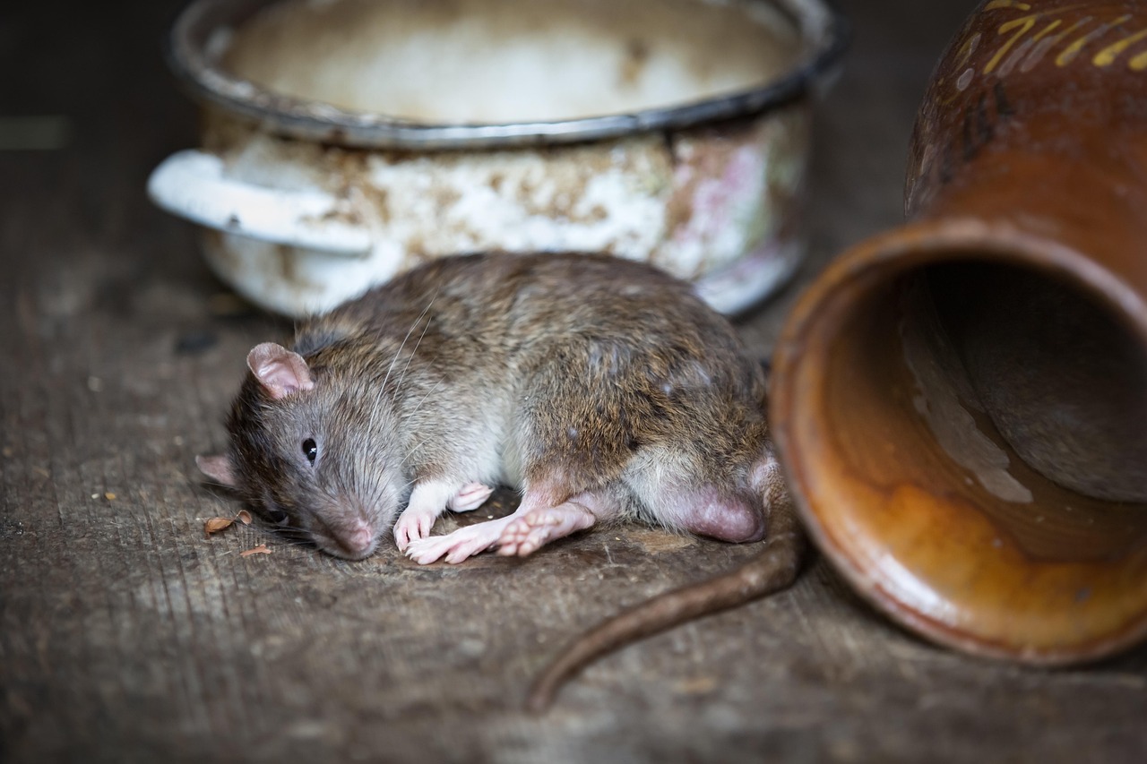 How Long for Dead Rat Smell to Go Away
