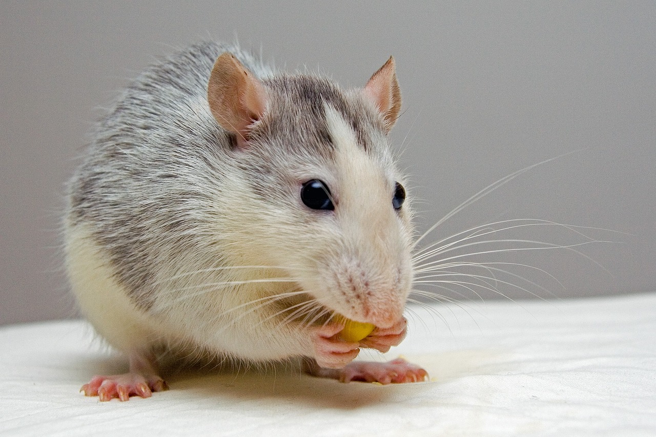 How Long Does It Take For a Rat to Die From Poison