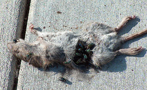 How Long for Flies to Go After Dead Rat