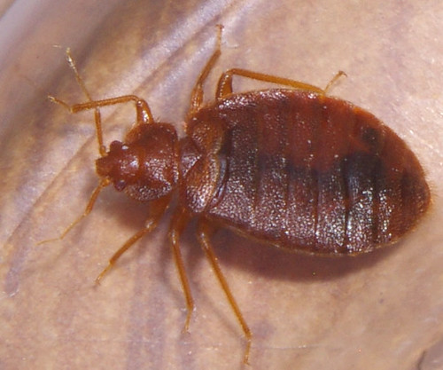 What Are Bed Bugs and How to Get Rid of Them