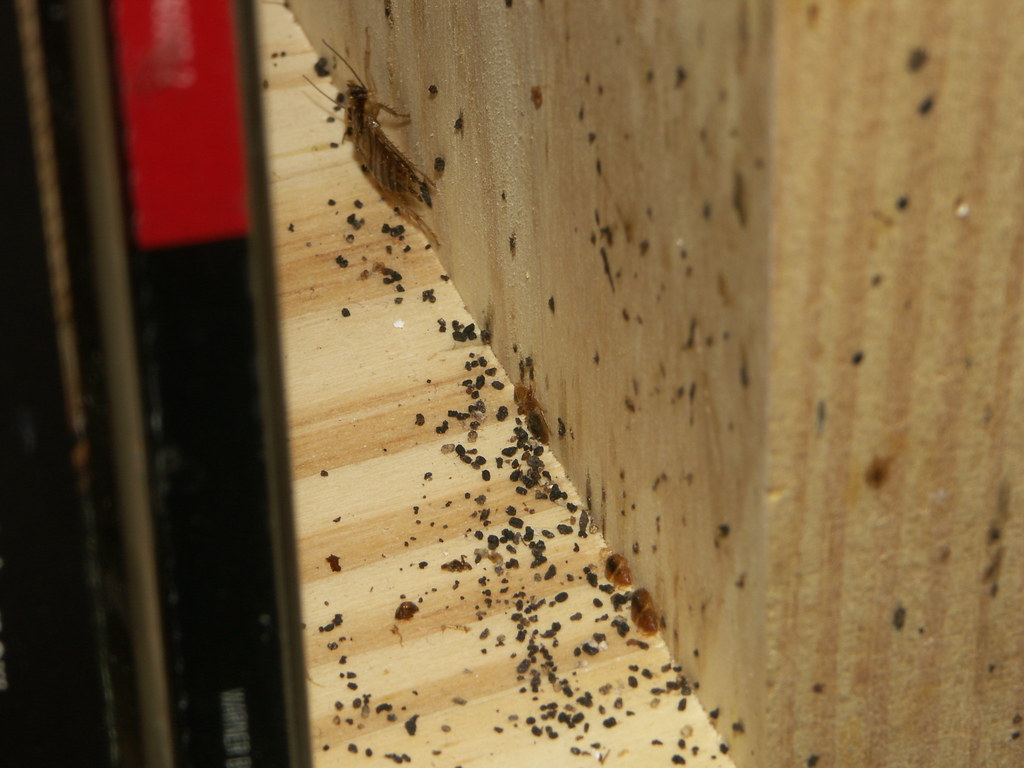 can bed bugs come back after months