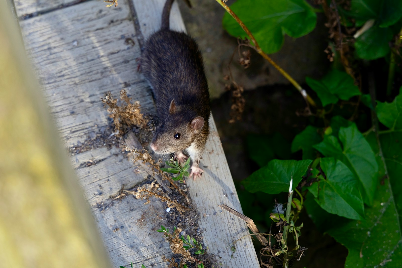 How Do Professional Exterminators Get Rid of Rats